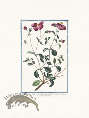 Bonelli 398 Rock-rose